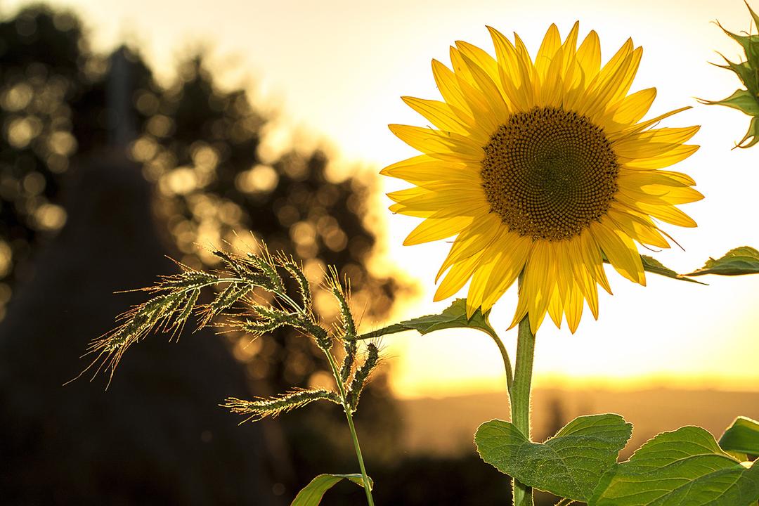 Solar panels benefits